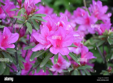 Beautiful flower india sikkim flower hi-res stock photography and images - Alamy