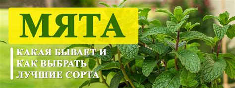 Удивительная мята: какая бывает и как выбрать лучшие сорта