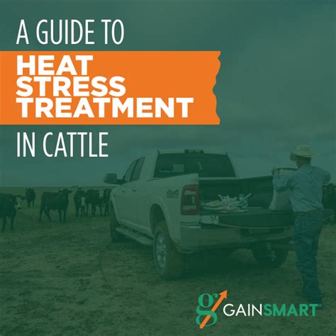 A Guide To Heat Stress Treatment In Cattle Gain Smart