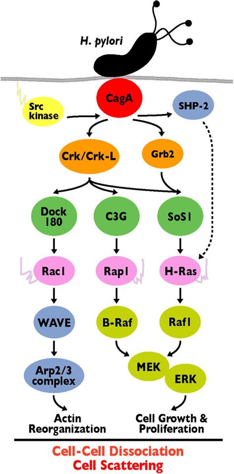 H Pylori CagA Cracks The Host Signaling Via Its Interaction With Crk