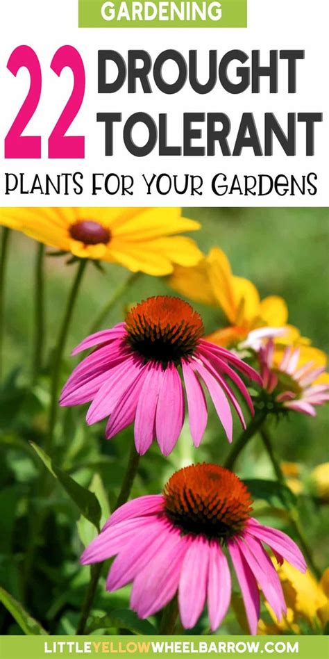 Drought Tolerant Plants For Hot Dry Summers Drought Tolerant Plants