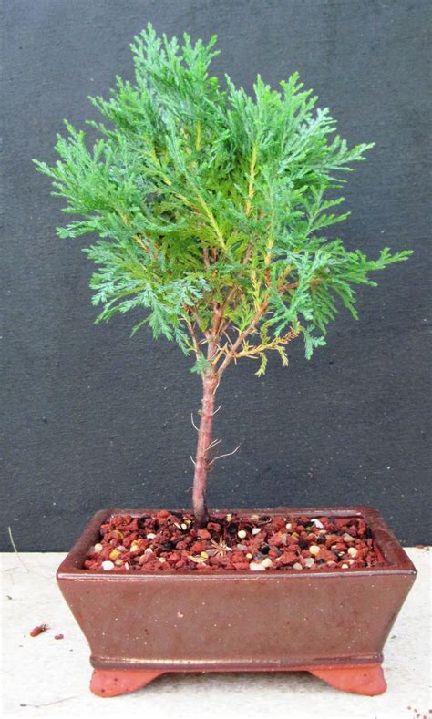 Bonsai Beginnings Arborvitae