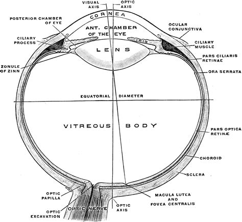 Horizontal Section Of Eye Clipart Etc