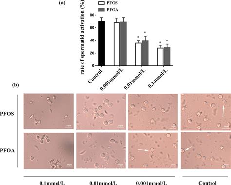 Effects Of Pfos And Pfoa Exposure Upon Spermatid Activation In Him