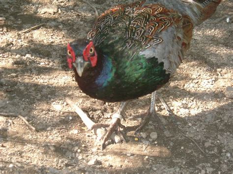 Green Pheasant bird photo call and song/ Phasianus versicolor - National bird of Japan