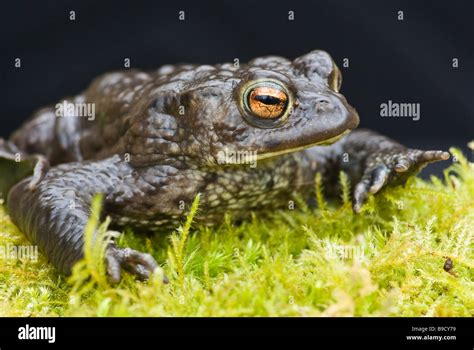 Common Toad Bufo Bufo Stock Photo Alamy