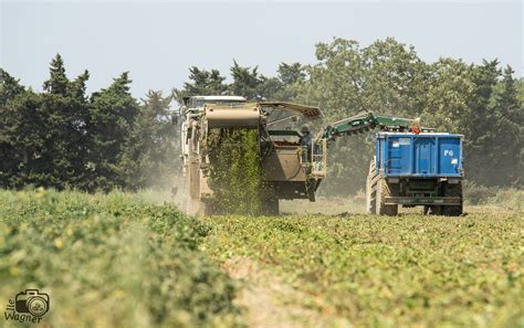 Tomato Harvest Elie Wagner Flickr