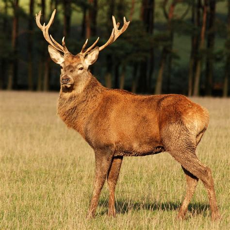 Red Deer Stag- Scotland | Animais