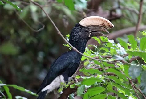 Silvery Cheeked Hornbill Facts Diet Habitat And Pictures On Animaliabio