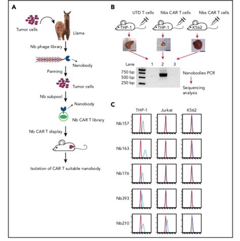 Blood：纳米抗体联合car T疗法，可根除aml 爱康得生物科技（苏州）有限公司