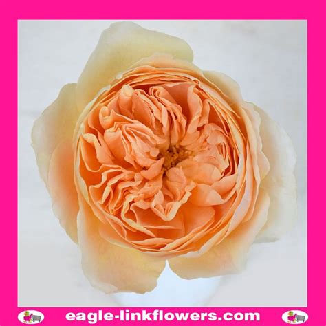 Wabara Tsumugi Garden Roses Eagle Link Flowers