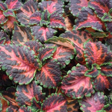 Coleus Wizard® Coral Sunrise Milmont Greenhouses