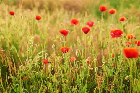 Ukrainian Poppy Field Ecological Areas Of Ukraine Ukraine S