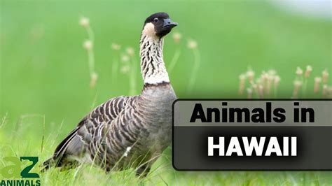 Wildlife In Hawaii The Incredible Types Of Hawaiian Animals Youtube