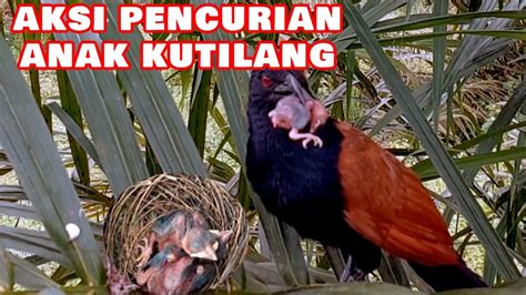 AKSI BURUNG BUBUT MENCURI ANAK KUTILANG NATIONAL GEOGRAPHIC YouTube