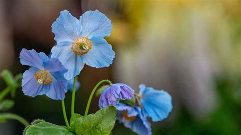 How Do We Grow The Rare Blue Poppy Youtube