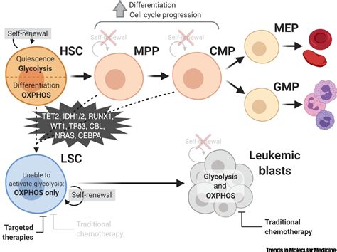 Extinguishing The Embers Targeting Aml Metabolism Trends In Molecular