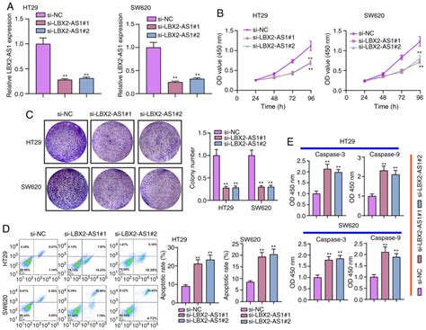 ELK1mediated Upregulation Of LncRNA LBX2AS1 Facilitates Cell