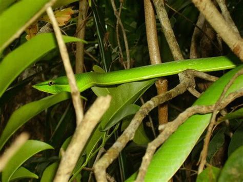 10 Facts About The Green Vine Snake - Snake Radar