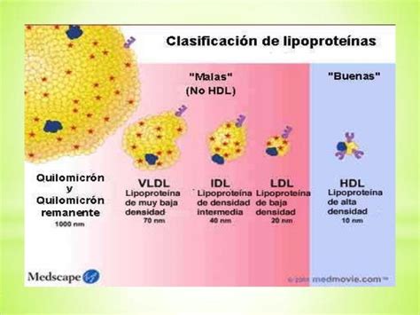 Metabolismo En Los Lipidos