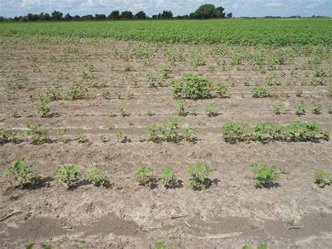 Identification Of Early Season Stand Loss And Seedling Diseases Of Cotton Texas Row Crops