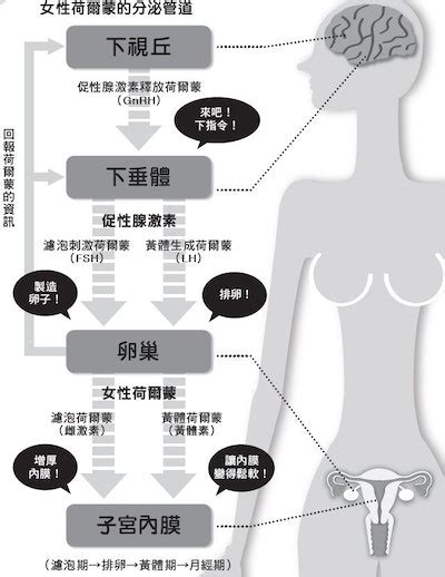 《39~63歲・圖解更年期全書》：停經前後女性荷爾蒙量會急遽下降，你的生命階段現在大概落在哪裡？ Tnl The News Lens 關鍵評論網