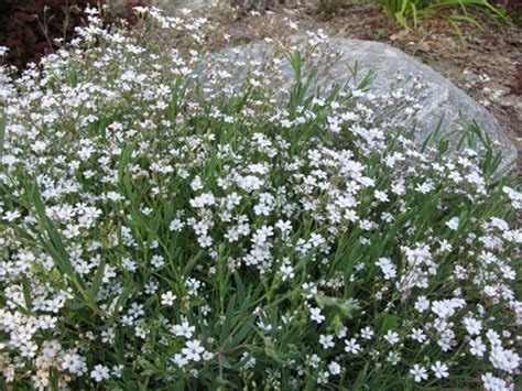 Gypsophila Gipskruid Soort