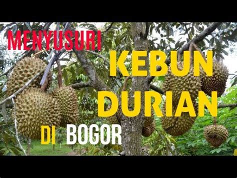 Budidaya Tanaman Buah Durian Agar Mampu Tumbuh Optimal Cepat Berbuah