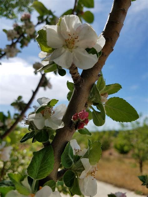 Trees Of Antiquity Heirloom Fruit Trees For Your Home Fruit Trees