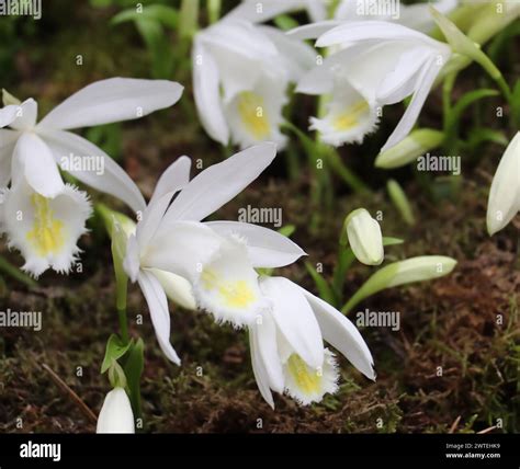 Pleione Hi Res Stock Photography And Images Alamy