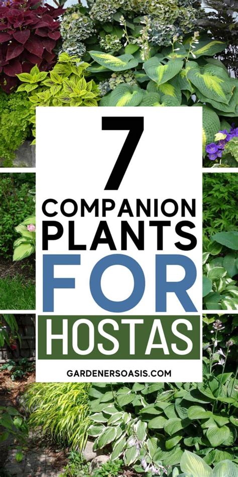 Hosta Companion Plants What To Plant With Hostas Gardening From