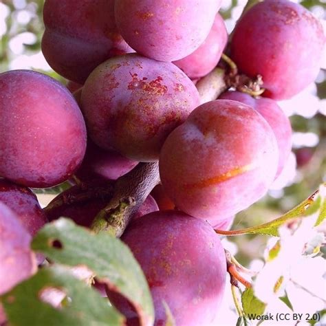 Plum Jubilee 1yr Dwarf Tree On Pixy Rootstock Bunkers Hill Plant Nursery