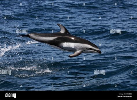 Pacific White-sided Dolphin (Lagenorhynchus obliquidens) jumping ...