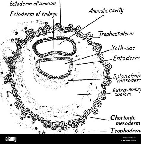 A Laboratory Manual And Text Book Of Embryology Embryology Ectoderm