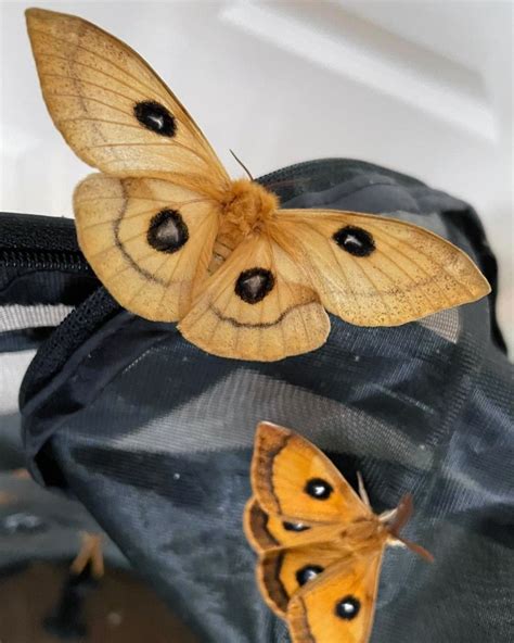 Tau Emperor Moth EGGS | Aglia tau – Bugs & Butterflies UK