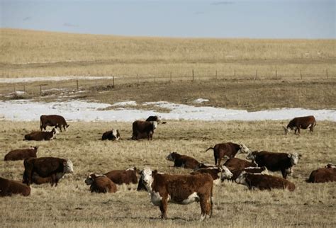 U S Livestock Cme Live Cattle End Mostly Firm Agcanada Agcanada