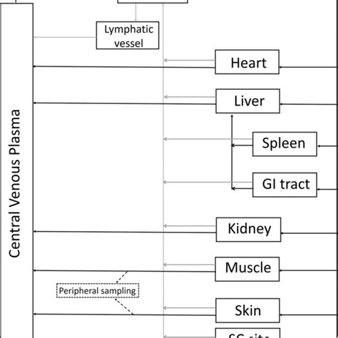 Schematic Of The Structure Of The Developed Whole Body Pbpk Model For