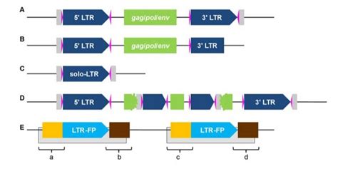 Ltr Retriever A Highly Accurate And Sensitive Program For