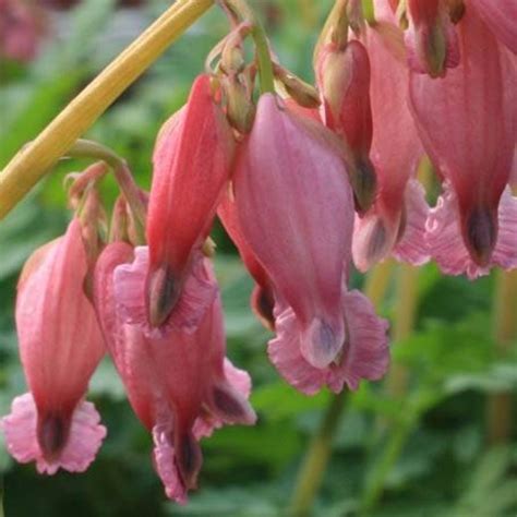 DICENTRA formosa Luxuriant. Wild Bleeding Heart.