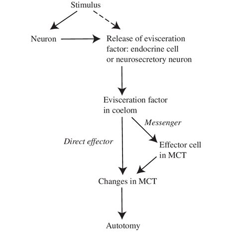 Hypothetical sequence of events leading to autotomy in Eupentacta... | Download Scientific Diagram