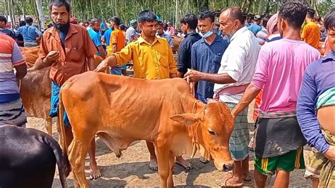 আজ শুক্রবার ২৩ জুন ঢাকার খামারী কেমন দামে শাহীওয়াল জাতের ষাঁড়