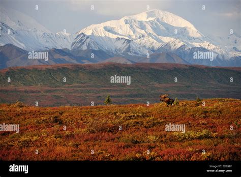 Bull Moose Alces Alces In Autumn Tundra In Front Of The Snow Covered