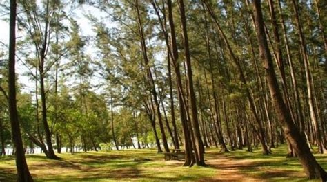 Cara Menuju Hutan Pinus Samboja Destinasi Di Kukar Yang Jarang Diketahui