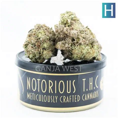 Notorious THC Craft Scooby Snacks 7 Grams Ganja West Online