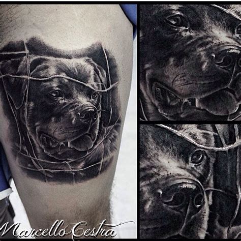 Tattoo Portrait Rottweiller By Marcello Cestra Tatuaggi