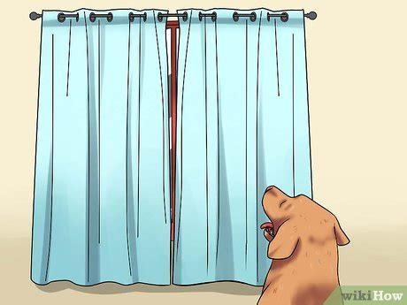 how to train dogs to not bark
