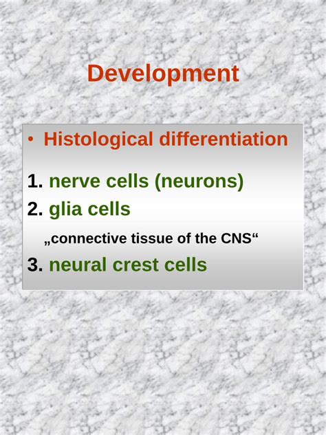 PDF histology and embryology CBO Oddělení histologie a