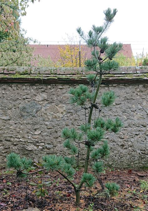 Zénitude au jardin 2016 Pinus parv glauca