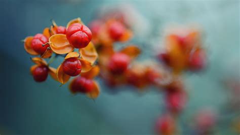 Wallpaper Food Flowers Nature Red Branch Fruit Pollen Blossom