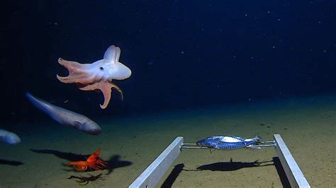 Worlds Deepest Octopus Captured On Camera Bbc News